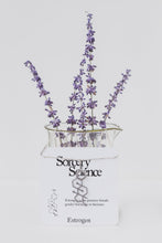 Estrogen Molecule Necklace in Stainless Steel, Retail Packaging
