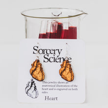 Anatomical Human Heart Earrings in Birch Plywood with information card